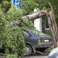 Photo of Дерево упало на автомобиль: УК должна доказать, что проводила обследование «своих» деревьев